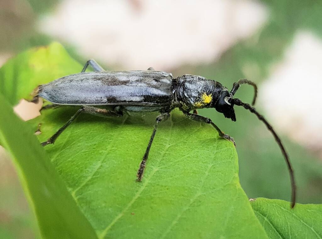 Longhorn Beetles (genus Pachydissus), Alice Springs NT