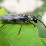 Longhorn Beetles (genus Pachydissus), Alice Springs NT