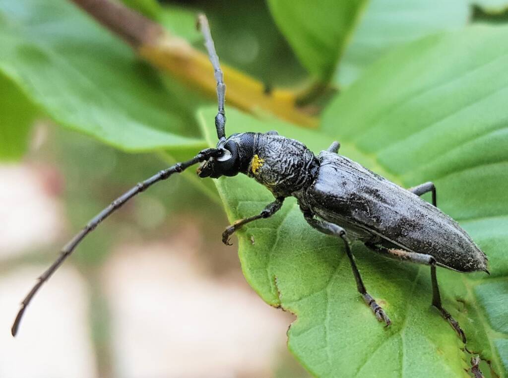 Longhorn Beetles (genus Pachydissus), Alice Springs NT