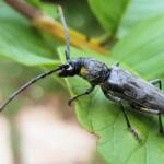Longhorn Beetles (genus Pachydissus), Alice Springs NT