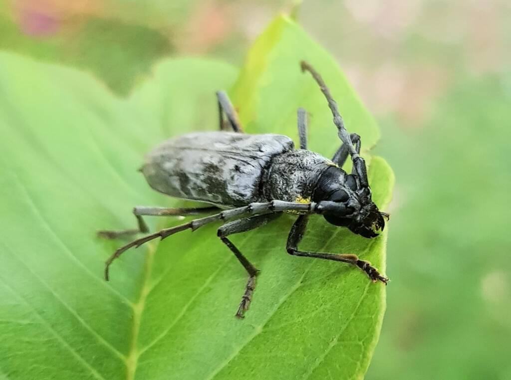 Longhorn Beetles (genus Pachydissus), Alice Springs NT