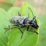 Longhorn Beetles (genus Pachydissus), Alice Springs NT