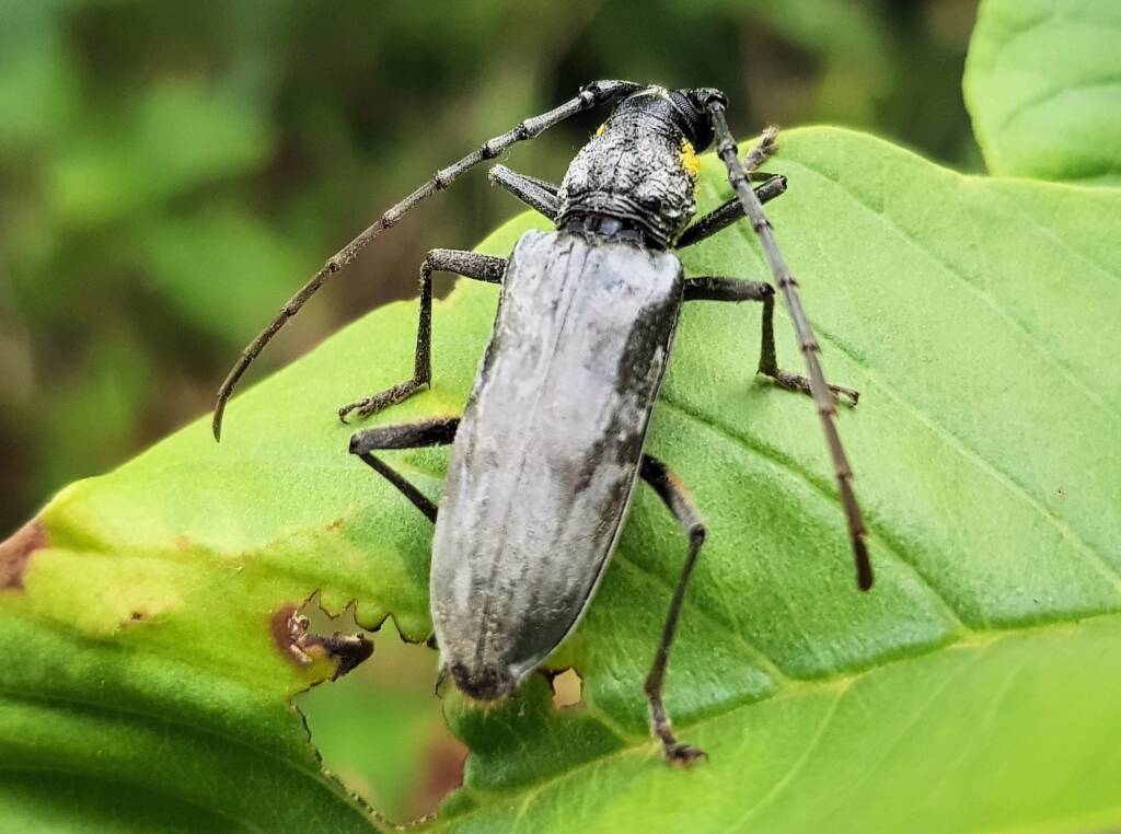 Longhorn Beetles (genus Pachydissus), Alice Springs NT