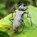 Longhorn Beetles (genus Pachydissus), Alice Springs NT