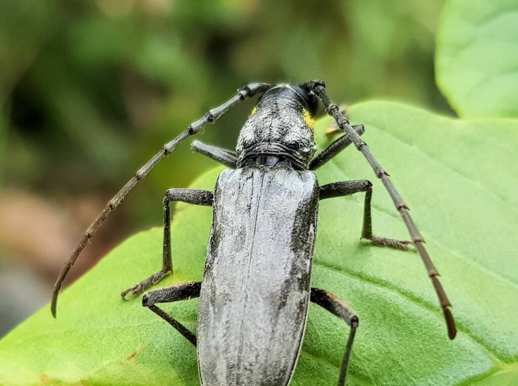 Longhorn Beetles (genus Pachydissus), Alice Springs NT