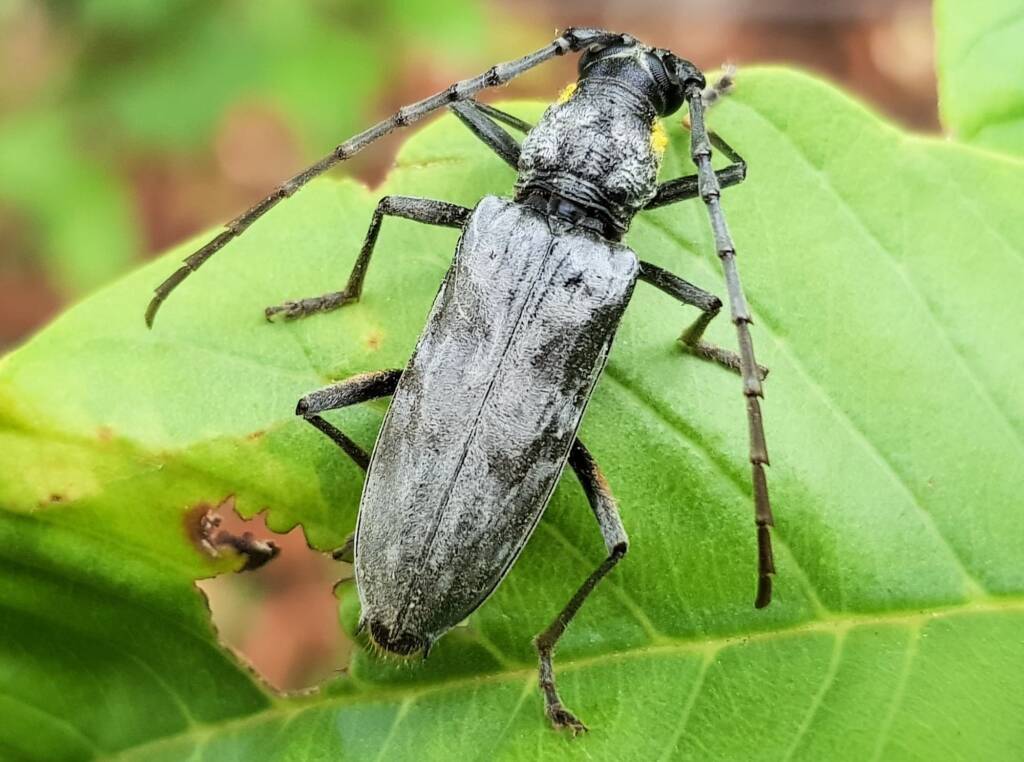 Longhorn Beetles (genus Pachydissus), Alice Springs NT