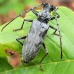 Longhorn Beetles (genus Pachydissus), Alice Springs NT