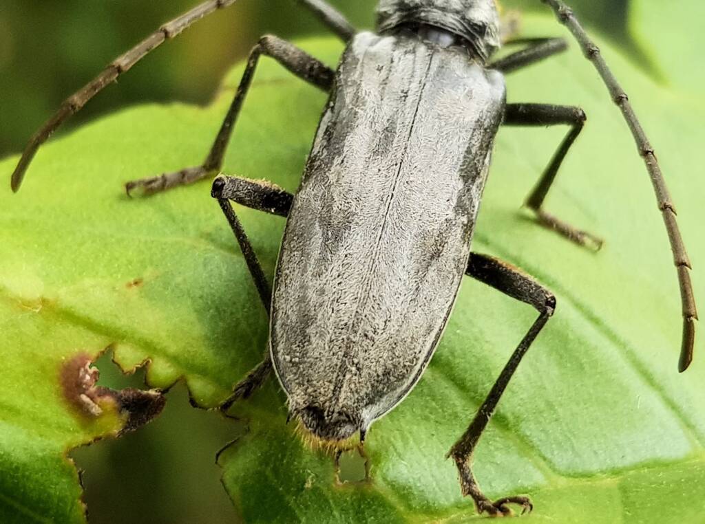 Longhorn Beetles (genus Pachydissus), Alice Springs NT