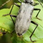 Longhorn Beetles (genus Pachydissus), Alice Springs NT