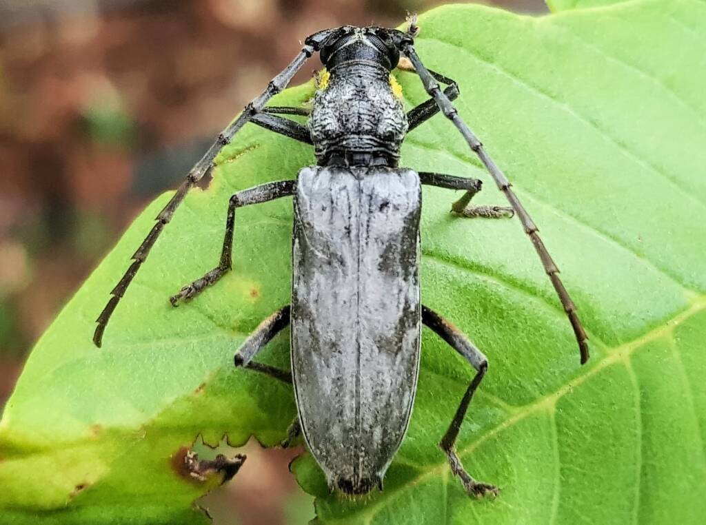 Longhorn Beetles (genus Pachydissus), Alice Springs NT