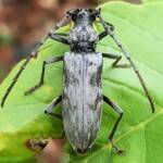 Longhorn Beetles (genus Pachydissus), Alice Springs NT
