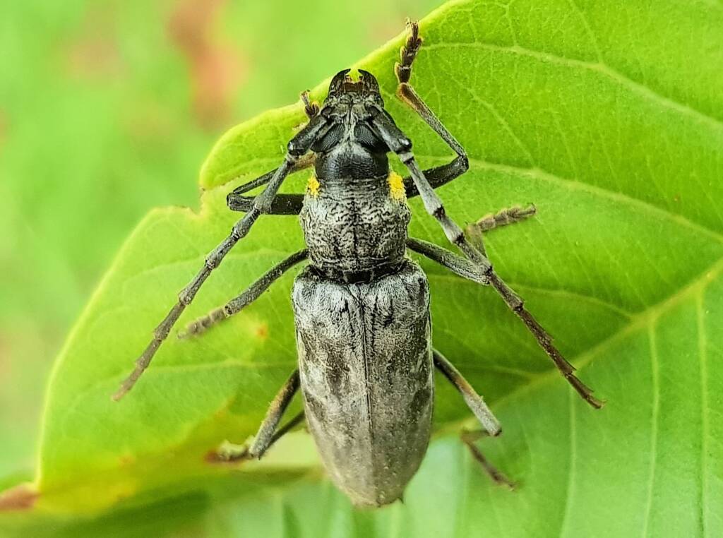 Longhorn Beetles (genus Pachydissus), Alice Springs NT
