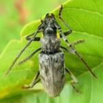 Longhorn Beetles (genus Pachydissus), Alice Springs NT