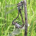 Giant Dragonfly (Petalura gigantea), Blue Mountains NP @ Tamara Brooks Venables