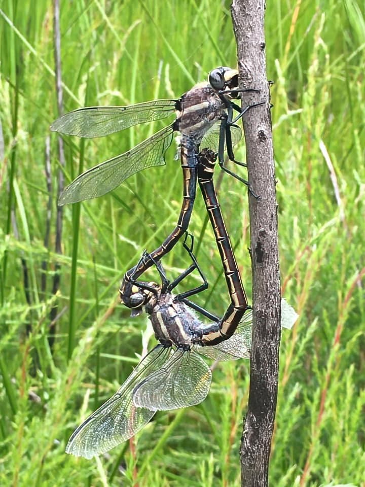 Giant Dragonfly (Petalura gigantea), Blue Mountains NP @ Tamara Brooks Venables