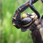 Giant Dragonfly (Petalura gigantea), Blue Mountains NP @ Tamara Brooks Venables