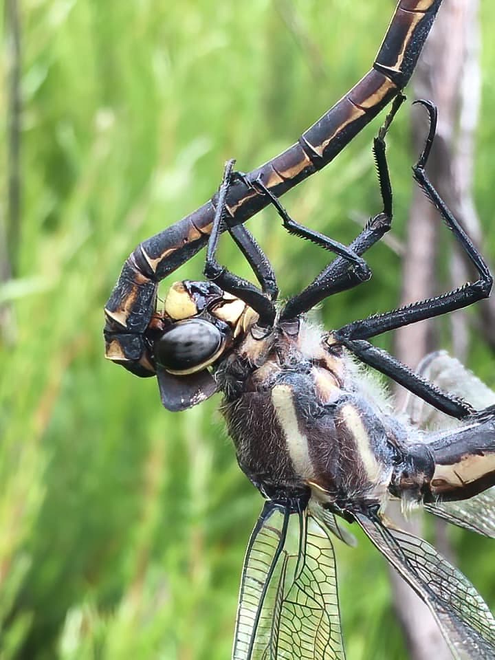 Giant Dragonfly (Petalura gigantea), Blue Mountains NP @ Tamara Brooks Venables