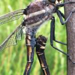 Giant Dragonfly (Petalura gigantea), Blue Mountains NP @ Tamara Brooks Venables