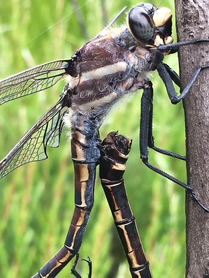 Giant Dragonfly (Petalura gigantea), Blue Mountains NP @ Tamara Brooks Venables