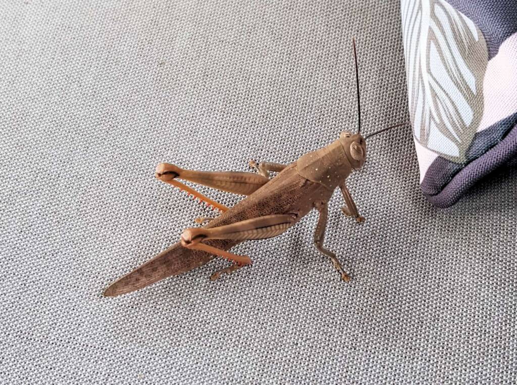 Giant Grasshopper nymph (Valanga irregularis), Alice Springs NT