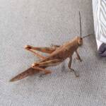 Giant Grasshopper nymph (Valanga irregularis), Alice Springs NT