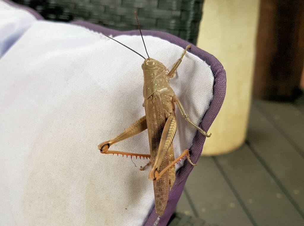 Giant Grasshopper nymph (Valanga irregularis), Alice Springs NT