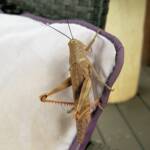 Giant Grasshopper nymph (Valanga irregularis), Alice Springs NT