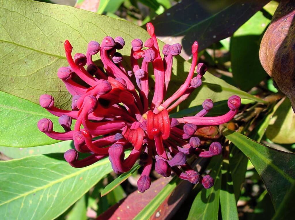 Gippsland Waratah (Telopea oreades), Blue Mountains Botanic Garden NSW