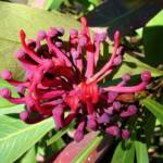 Gippsland Waratah (Telopea oreades), Blue Mountains Botanic Garden NSW