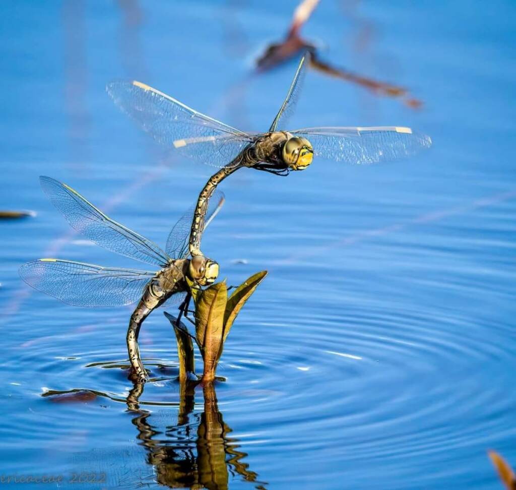 A pair of dragonflies (Hemianax papuensis), Penshurst NSW © Ericaceae Photography