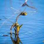 A pair of dragonflies (Hemianax papuensis), Penshurst NSW © Ericaceae Photography