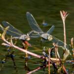 A pair of dragonflies (Hemianax papuensis), Penshurst NSW © Ericaceae Photography