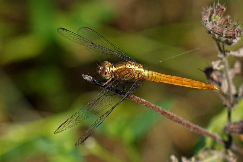 Immature male Orthetrum migratum, Maitland Downs QLD © Erland Refling Nielsen