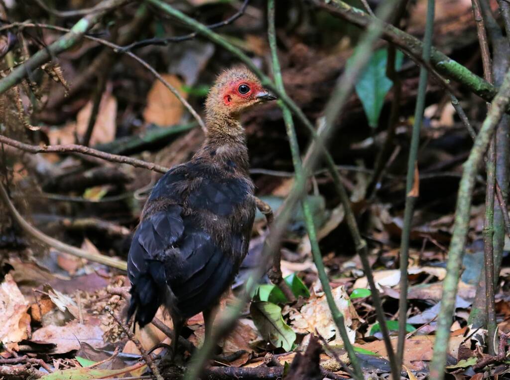 Juvenile Australian Brush Turkey (Alectura lathami), Lamington National Park QLD © Dorothy Latimer