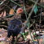Juvenile Australian Brush Turkey (Alectura lathami), Lamington National Park QLD © Dorothy Latimer