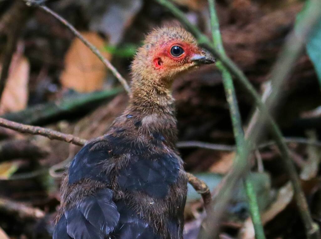 Juvenile Australian Brush Turkey (Alectura lathami), Lamington National Park QLD © Dorothy Latimer