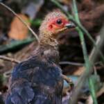 Juvenile Australian Brush Turkey (Alectura lathami), Lamington National Park QLD © Dorothy Latimer