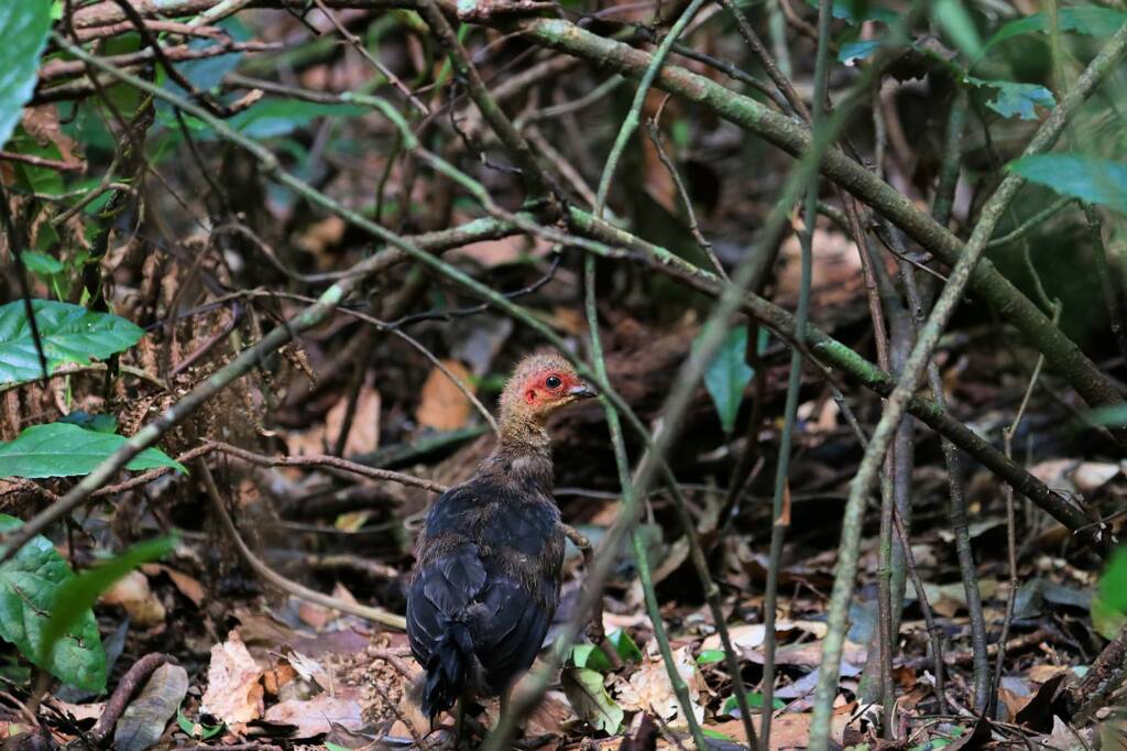 Juvenile Australian Brush Turkey (Alectura lathami), Lamington National Park QLD © Dorothy Latimer