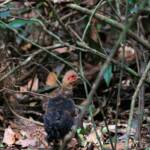 Juvenile Australian Brush Turkey (Alectura lathami), Lamington National Park QLD © Dorothy Latimer