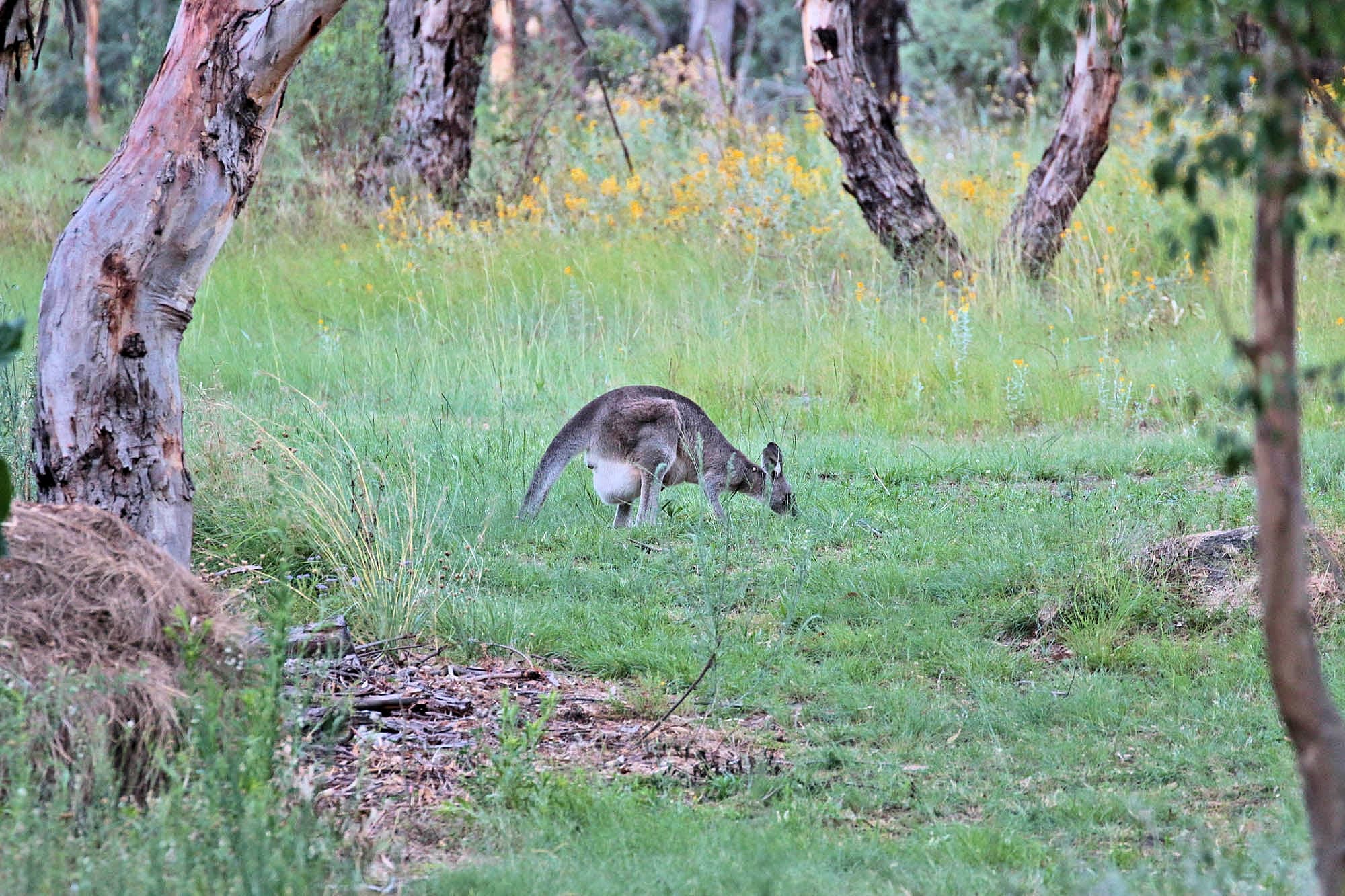 Ballandean QLD © Marc Newman