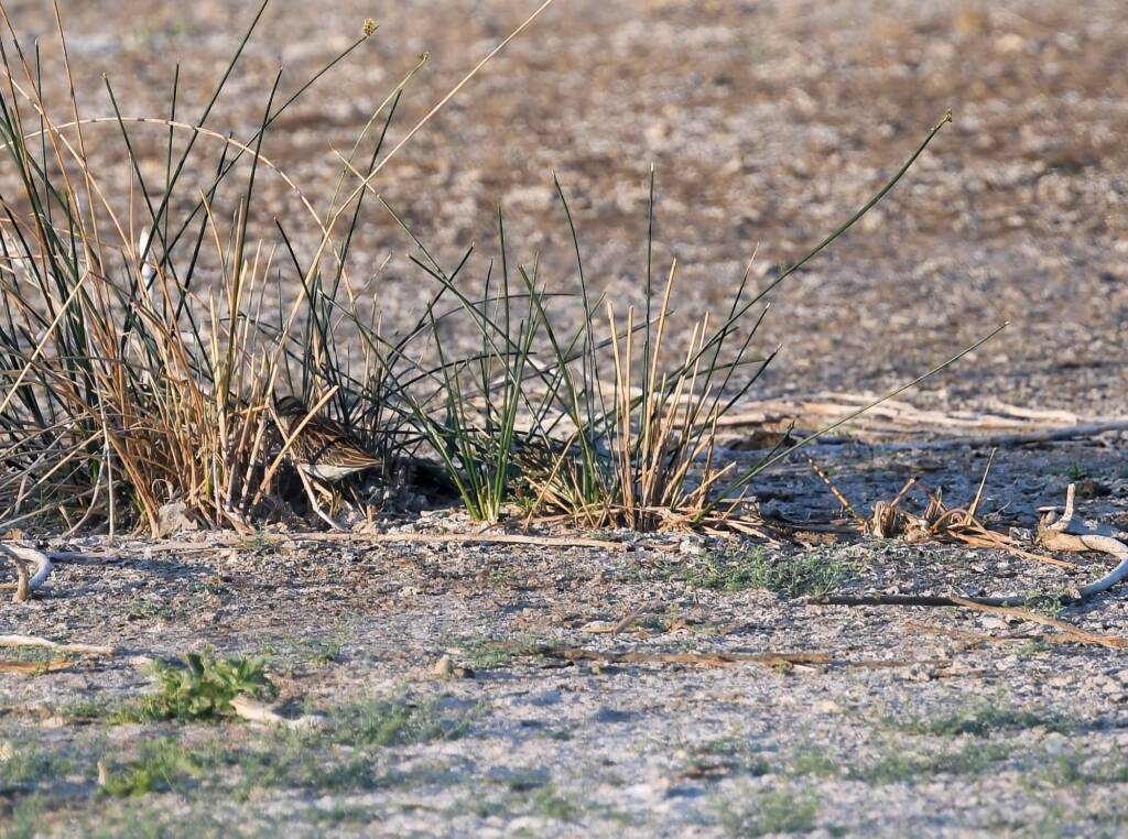 Long-toed Stint (Calidris subminuta), Alice Springs NT © Dorothy Latimer