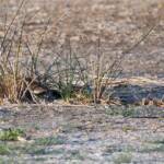 Long-toed Stint (Calidris subminuta), Alice Springs NT © Dorothy Latimer