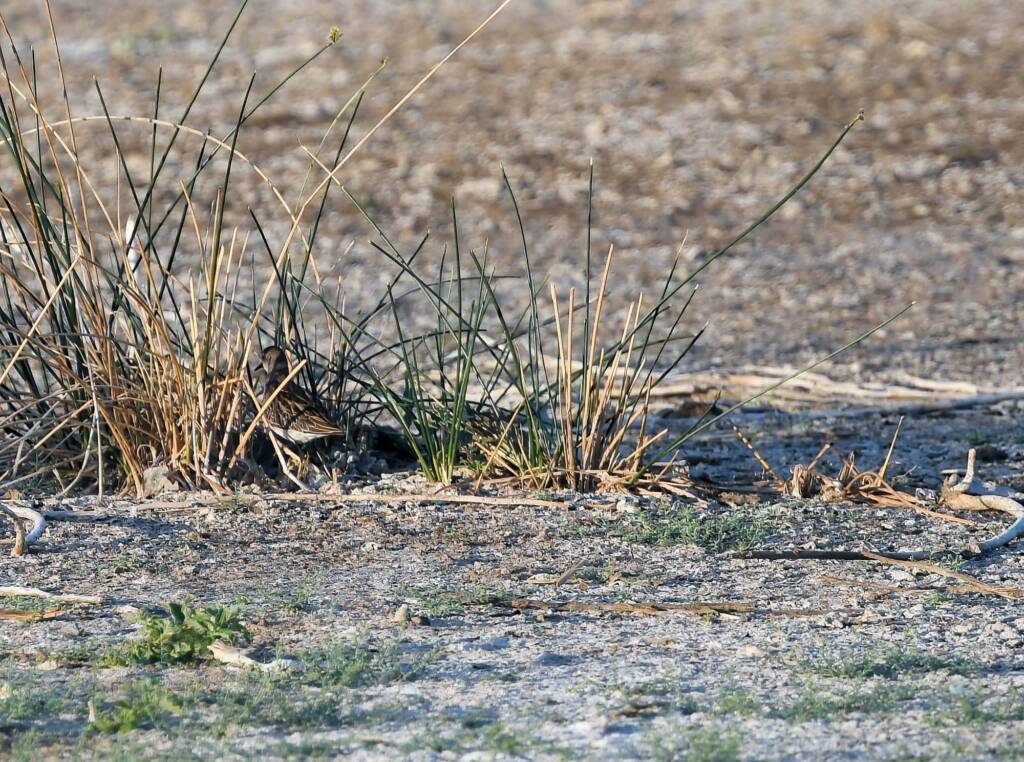 Long-toed Stint (Calidris subminuta), Alice Springs NT © Dorothy Latimer