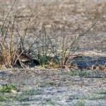 Long-toed Stint (Calidris subminuta), Alice Springs NT © Dorothy Latimer