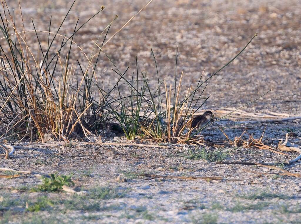 Long-toed Stint (Calidris subminuta), Alice Springs NT © Dorothy Latimer