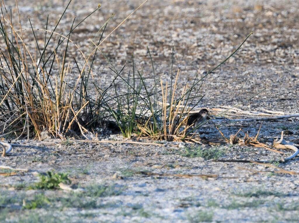 Long-toed Stint (Calidris subminuta), Alice Springs NT © Dorothy Latimer