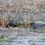Long-toed Stint (Calidris subminuta), Alice Springs NT © Dorothy Latimer