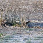 Long-toed Stint (Calidris subminuta), Alice Springs NT © Dorothy Latimer