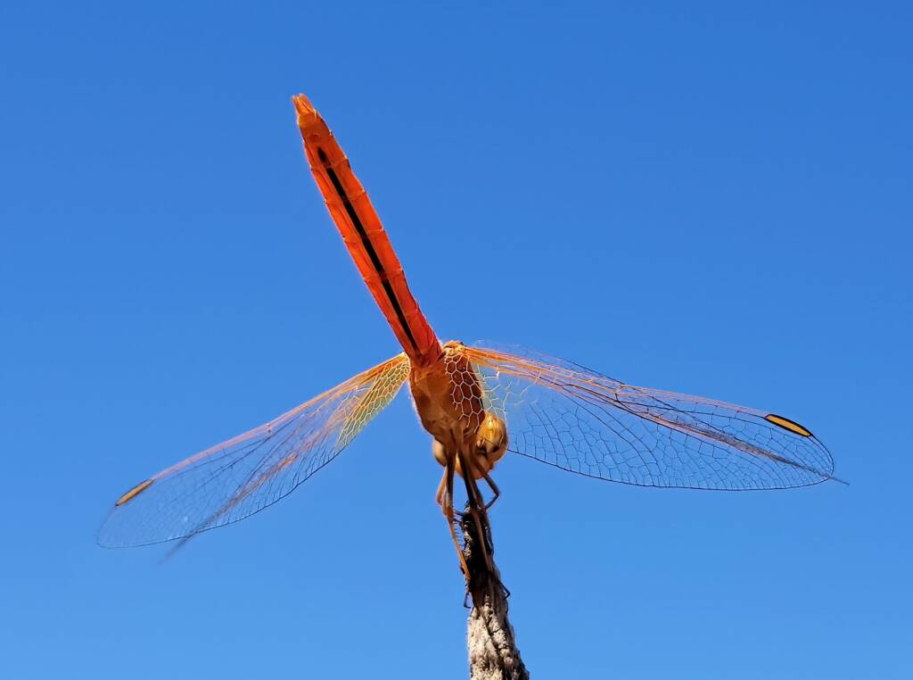 Male Scarlet Percher (Diplacodes haematodes), Alice Springs, NT