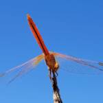 Male Scarlet Percher (Diplacodes haematodes), Alice Springs, NT
